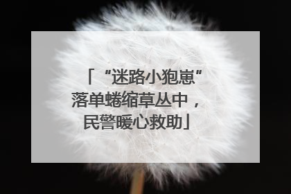 “迷路小狍崽”落单蜷缩草丛中，民警暖心救助