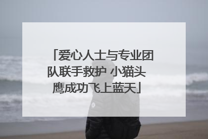 爱心人士与专业团队联手救护 小猫头鹰成功飞上蓝天