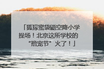 狐獴蜜袋鼯空降小学操场！北京这所学校的“撸宠节”火了！