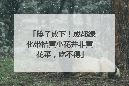 筷子放下！成都绿化带桔黄小花并非黄花菜，吃不得