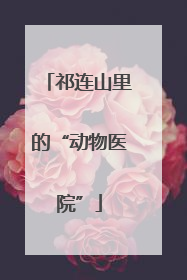 祁连山里的“动物医院”