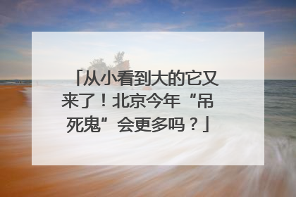 从小看到大的它又来了！北京今年“吊死鬼”会更多吗？
