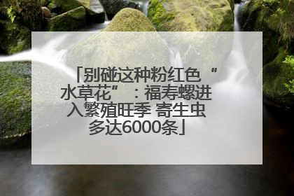 别碰这种粉红色“水草花”：福寿螺进入繁殖旺季 寄生虫多达6000条