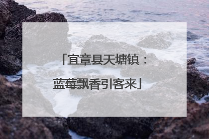 宜章县天塘镇：蓝莓飘香引客来