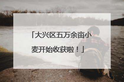 大兴区五万余亩小麦开始收获啦！