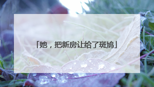 她，把新房让给了斑鸠