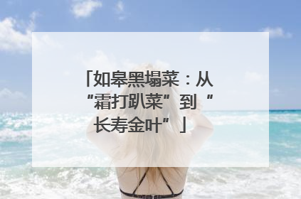 如皋黑塌菜：从“霜打趴菜”到“长寿金叶”