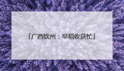 广西钦州：早稻收获忙