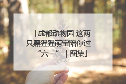 成都动物园 这两只黑猩猩萌宝陪你过“六一”｜图集