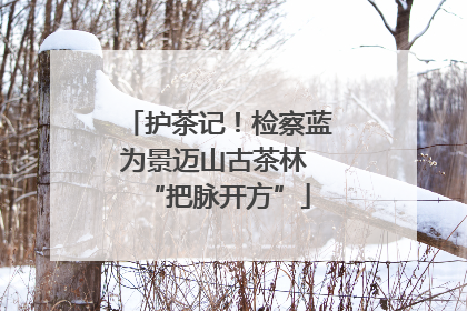 护茶记！检察蓝为景迈山古茶林 “把脉开方”