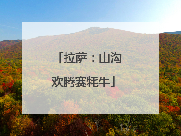 拉萨：山沟欢腾赛牦牛