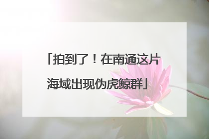 拍到了！在南通这片海域出现伪虎鲸群