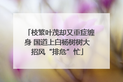 枝繁叶茂却又重症缠身 国道上白杨树树大招风“排危”忙