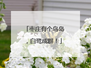 枣庄有个鸟岛，白鹭成群！