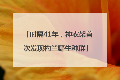 时隔41年，神农架首次发现杓兰野生种群