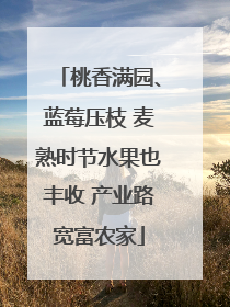 桃香满园、蓝莓压枝 麦熟时节水果也丰收 产业路宽富农家