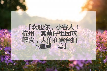 欢迎你，小客人！杭州一窝萌仔组团求喂食，大伯在窗台拍下温馨一幕