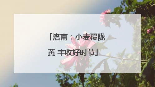 洛南：小麦覆陇黄 丰收好时节