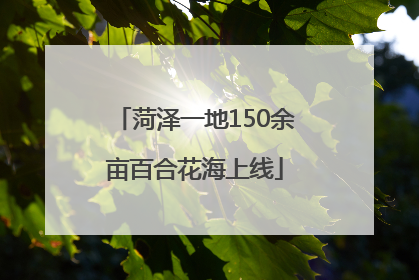 菏泽一地150余亩百合花海上线