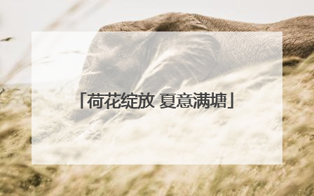荷花绽放 夏意满塘
