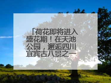荷花即将进入盛花期！在天池公园，邂逅四川宜宾古八景之一“天池晚照”