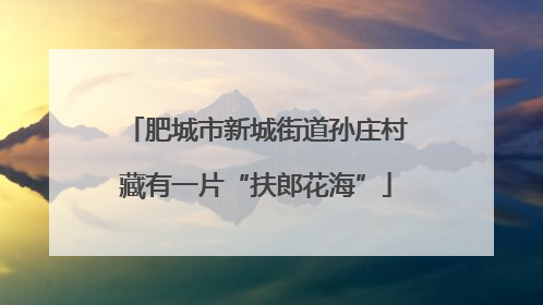 肥城市新城街道孙庄村藏有一片“扶郎花海”