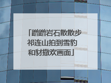 蹭蹭岩石散散步 祁连山拍到雪豹和豺撒欢画面