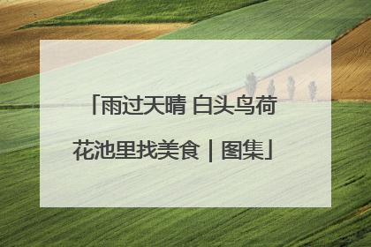 雨过天晴 白头鸟荷花池里找美食｜图集