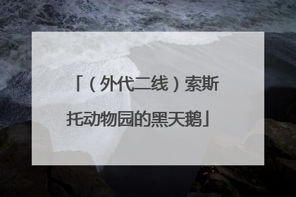 （外代二线）索斯托动物园的黑天鹅